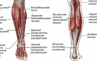 Опасна ли боль в мышцах ног ниже колена?