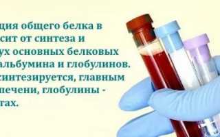 Анализы на белки: от многообразия исследований до специфики анализа общего белка в сыворотке крови