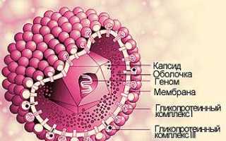 Опасность цитомегаловируса: природа, диагностика и лечение у женщин