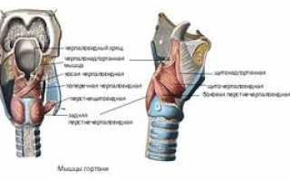 Перстневидный непарный хрящ гортани: его строение и функции