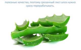 Можно ли использовать алоэ при лечении гайморита?