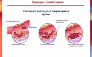 Тромбокрит повышен в крови у взрослого, ребенка