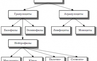Какими продуктами можно повысить лейкоциты в крови
