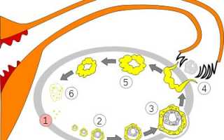 Особенности и длительность фолликулярной фазы