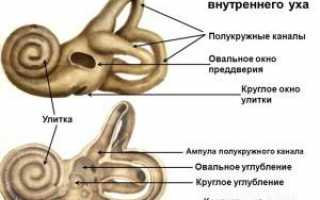 Строение улиток: особенности, функции и интересные факты