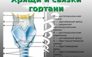 Нормальное, физиологическое строение гортани и основные функции