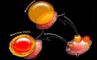 Роль желтого тела в женских яичниках