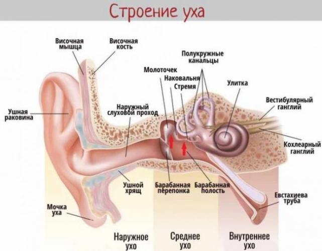 Stroenie-uha_2-700x546.jpg