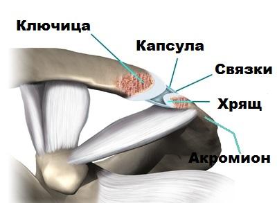 anatomiya-aks-foto.jpg