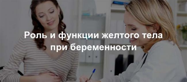 желтое тело при беременности