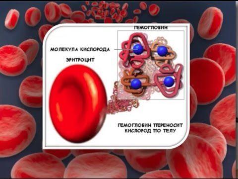 eritropeniua_u_vzroslyh_kletka-480x360.jpg