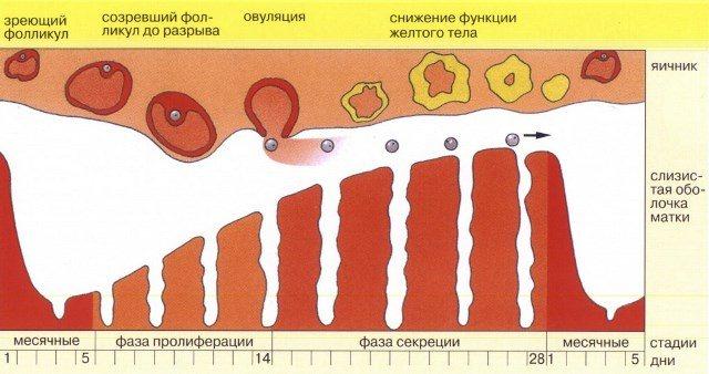 menstrualnyj-cikl-1.jpg