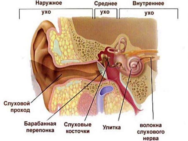 stroenie-uha-cheloveka.jpg