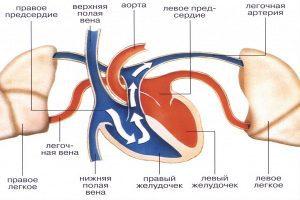 sindrom-nizhney-poloy-veny-prichiny-300x200.jpg