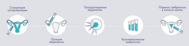 этапы эко по дням