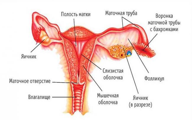 схема строения матки