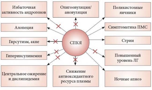 схема СПКЯ