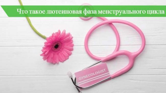 длинная и короткая лютеиновая фаза