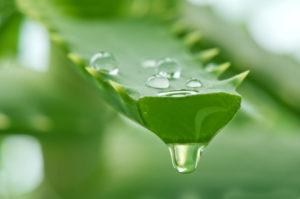aloe-sok-300x199.jpg
