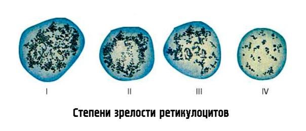 Фракция-незрелых-ретикулоцитов.jpg