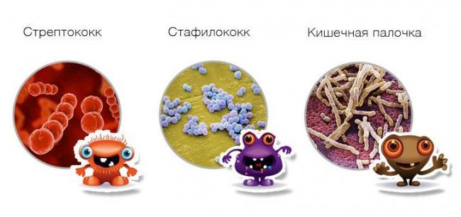 vidi-bakteriy.jpg