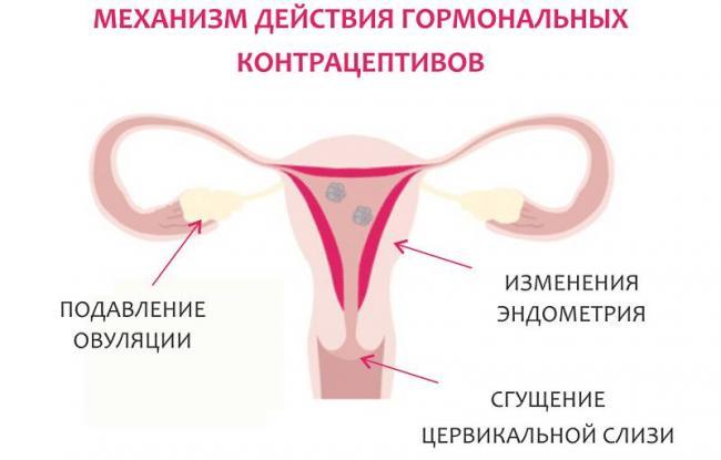 Механизм-действия-гормональных-контрацептивов.png