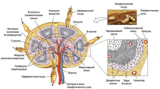 stroenie_limfaticheskogo_uzla-1024x572.jpg
