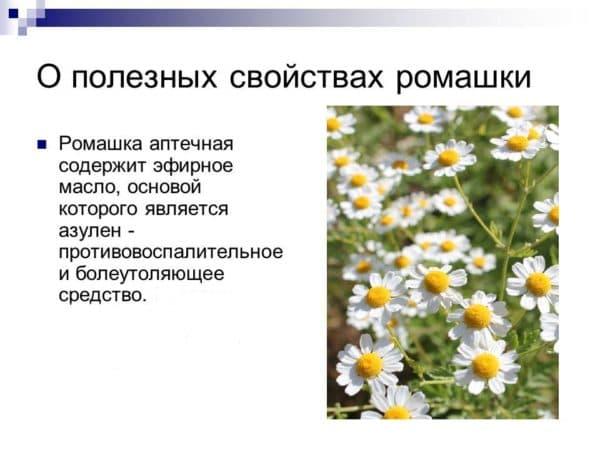poleznye-svojstva-aromashki-600x450.jpg
