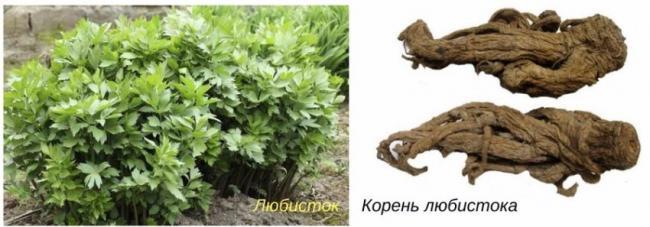любисток.jpg