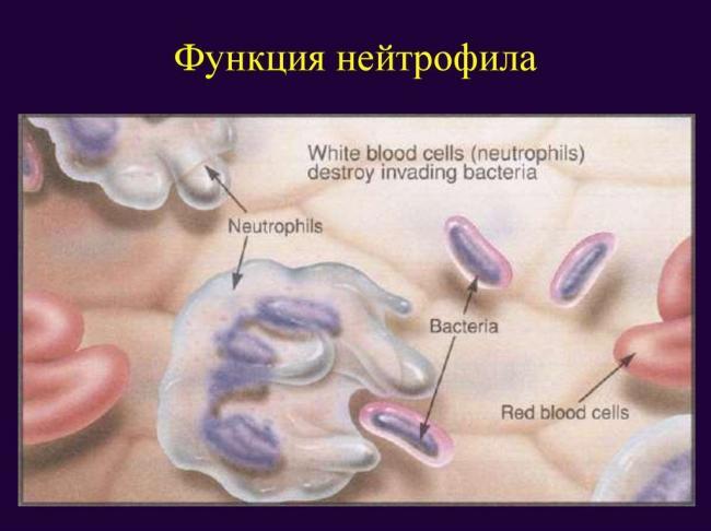 Za-chto-otvechayut-segmentoyadernye-nejtrofily-1024x767.jpg