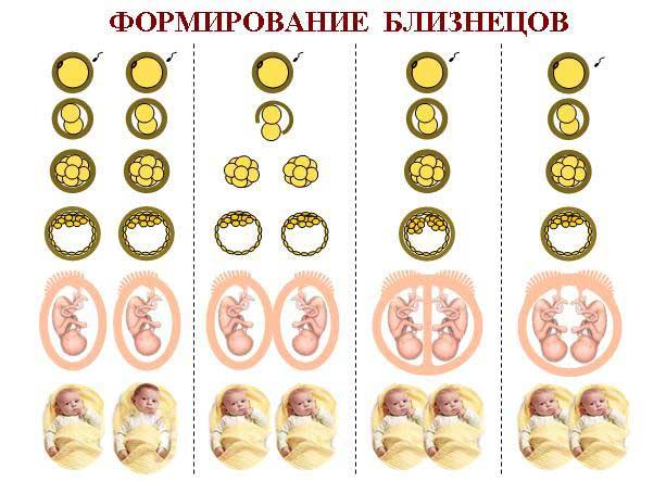 как зачать двойню или близнецов естественным путем