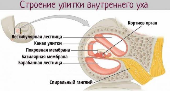Stroenie-ulitki_2-700x376.jpg