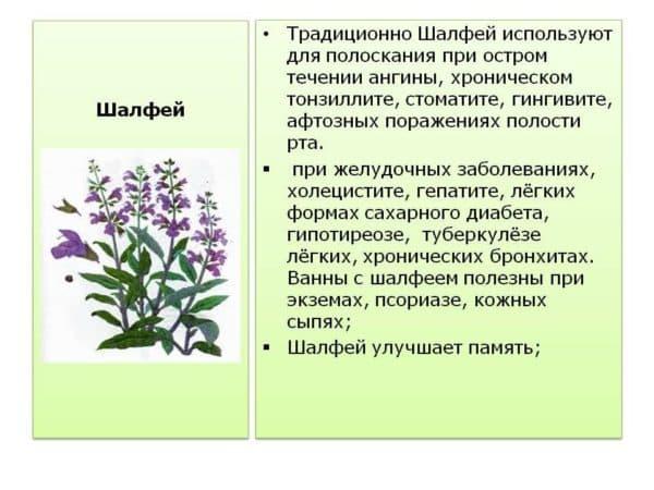 shalfej-600x450.jpg