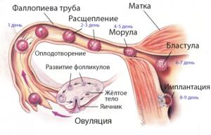 ovulyatsiya-300x192.png