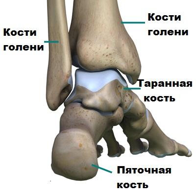 anatomiia-golenostopnogo-sustava.jpg