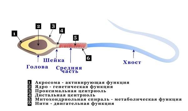строение сперматозоида