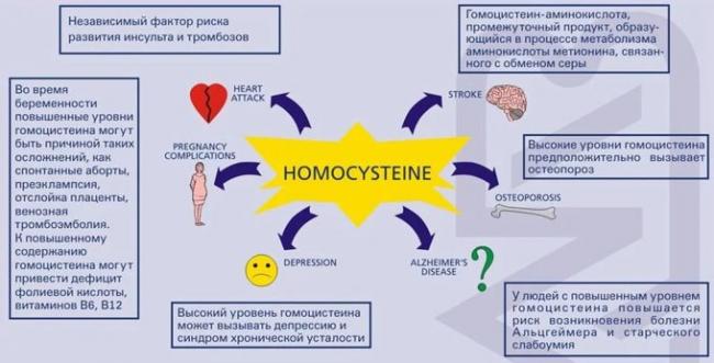уровень гомоцистеина