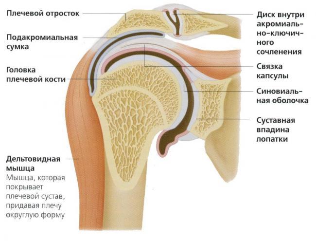 %D0%B0%D0%BD%D0%B0%D1%82%D0%BE%D0%BC%D0%B8%D1%8F-4.jpg