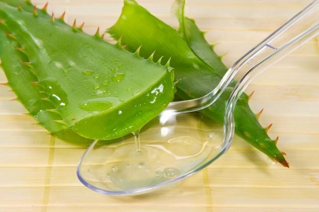 Primenenie-aloe-dlya-snizheniya-davleniya.jpg