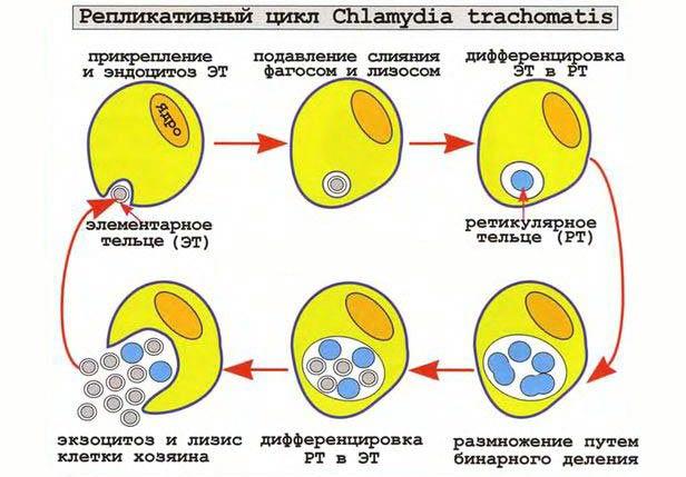 репликативный цикл хламидий