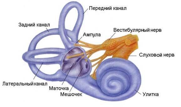 vestibular_analyzator.jpg