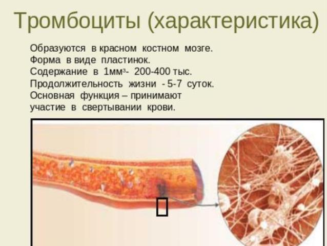 Характеристика-тромбоцитов.jpg