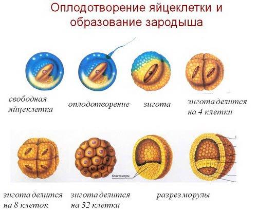 развитие зародыша