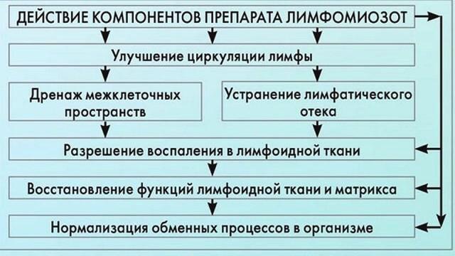 Limfomiozot-pri-adenoidah-u-detej.jpg