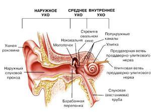 stroenie-uha.jpg