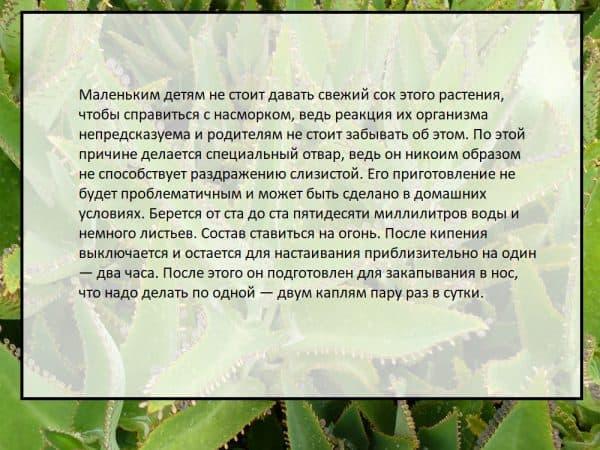 kalanhoe-600x450.jpg
