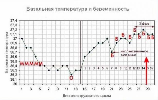 базальная температура при беременности