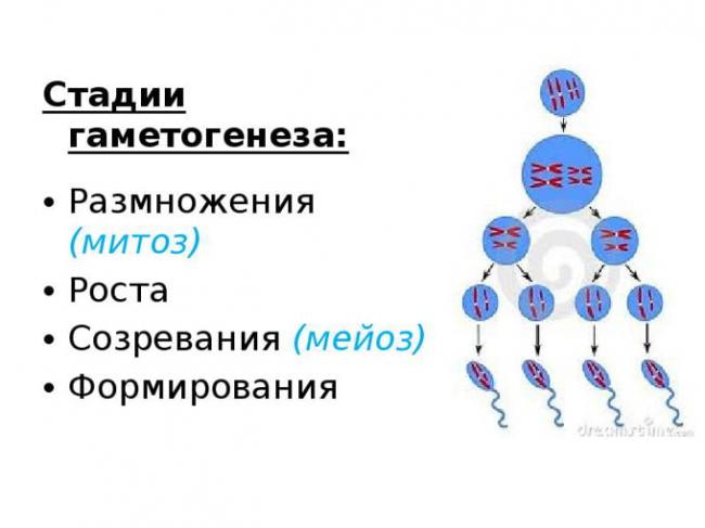 стадии гаметогенеза