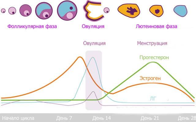 эстроген