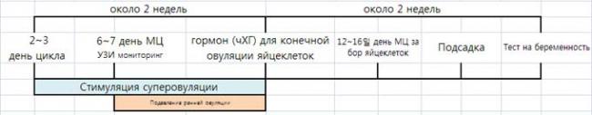 протокол эко по дням подробно